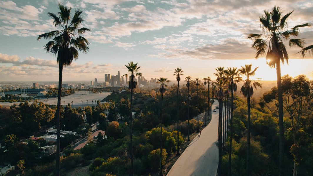 Palm Tree-Lined Street Overlooking Los Angeles