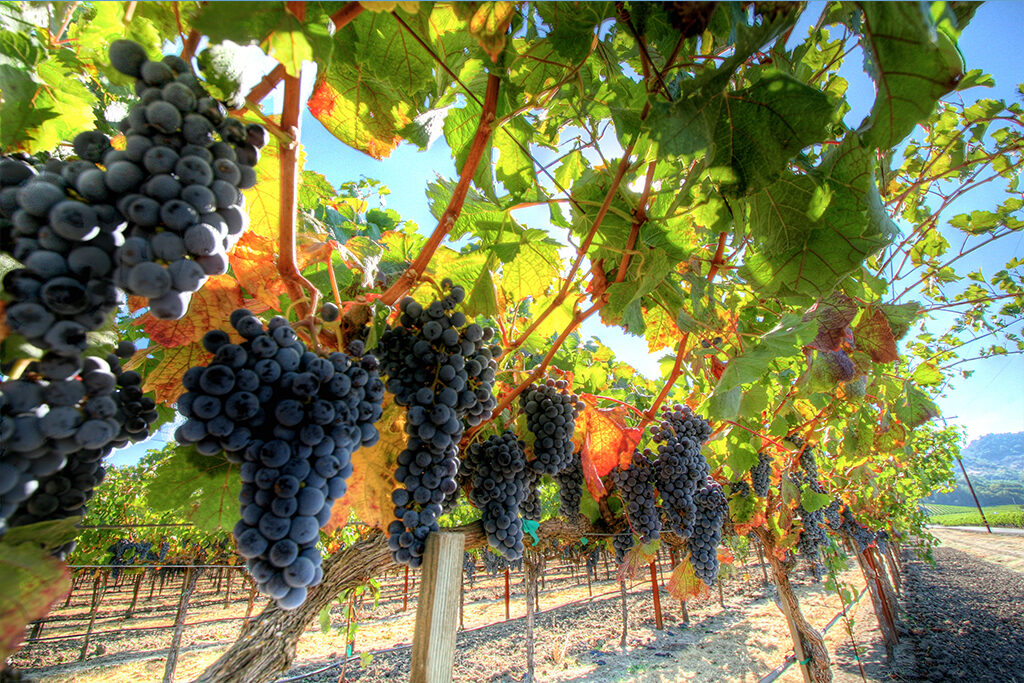 Napa Valley
