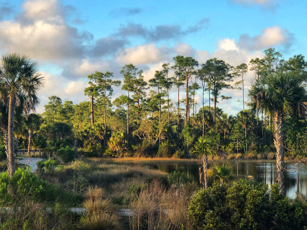 Everglades, Miami
