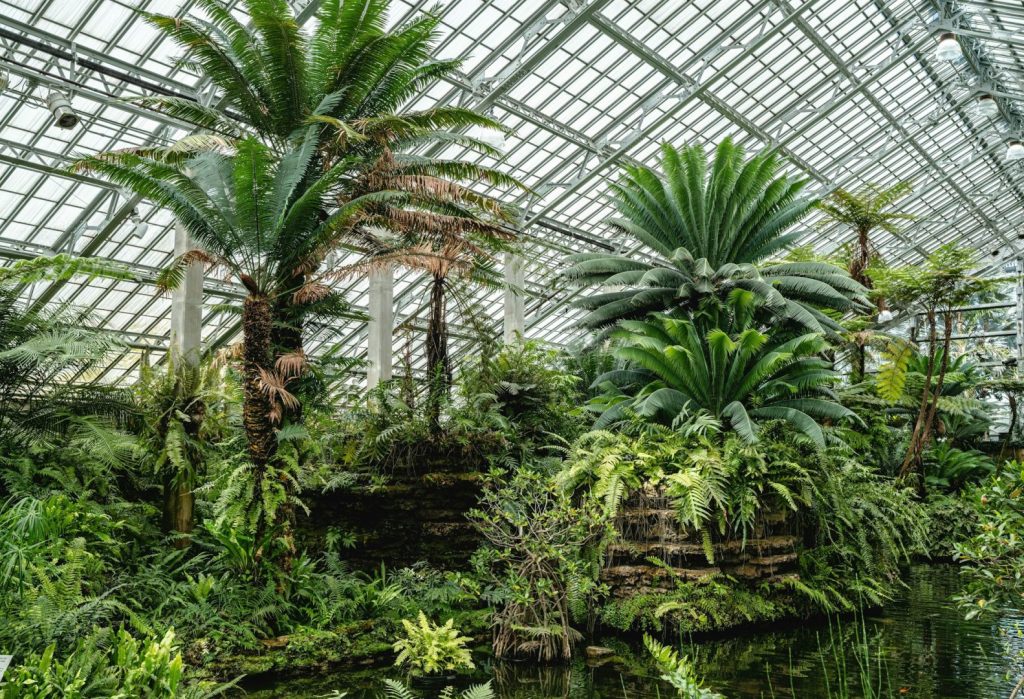 Tropical plants, trees and shrubs inside a heated conservatory