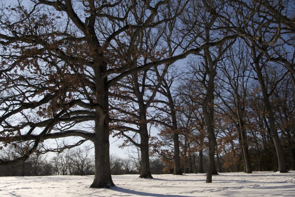 Snowy scene with dark trees and a blue sky in the background