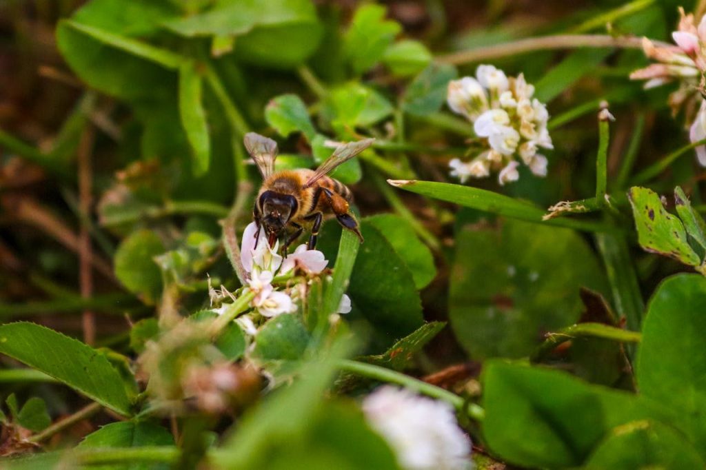 A close up shot of a Honey Bee Pollinating Small White Flowers