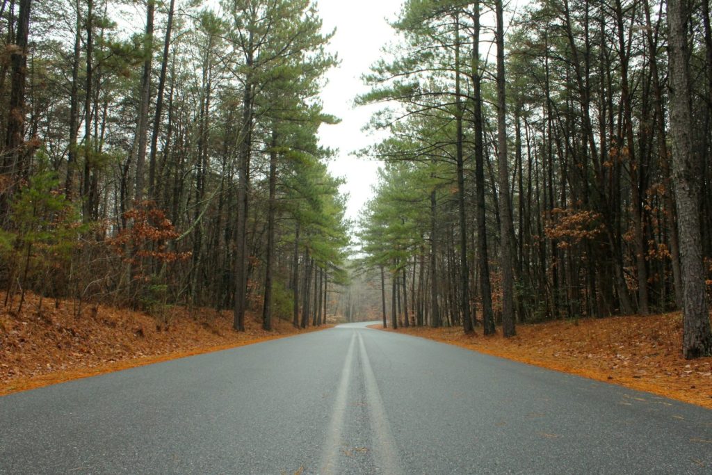 A road leading into a forest with green trees
