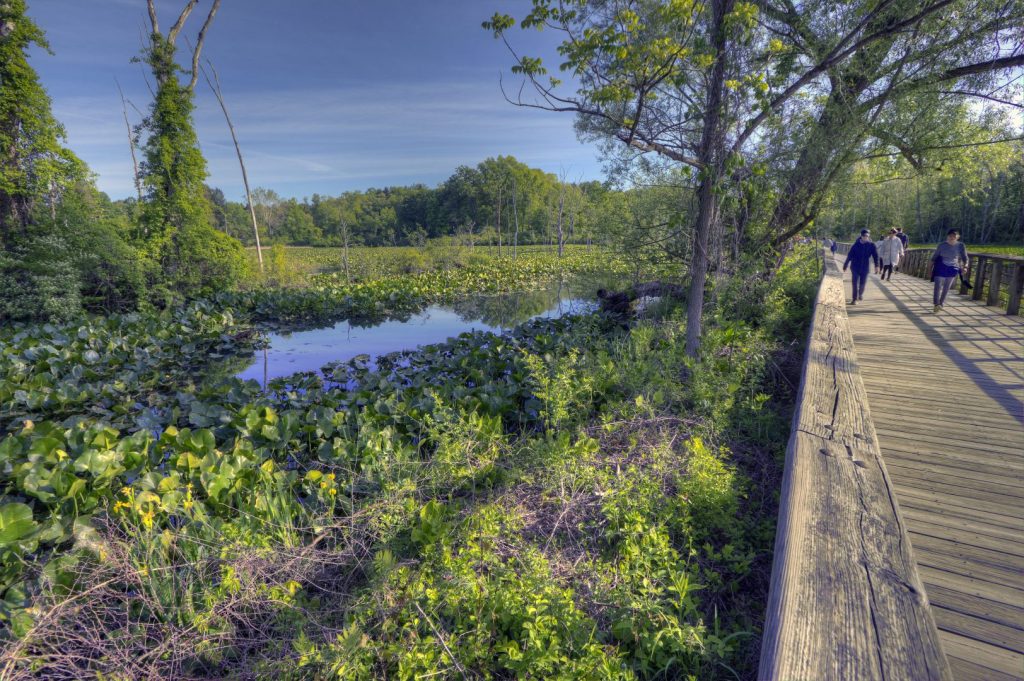 Towpath Trail boardwalk crossing over the Beaver Marsh Wetland in Cuyahoga Valley National Park, Cleveland, Ohio