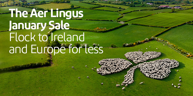 Sheep in the shape of a shamrock