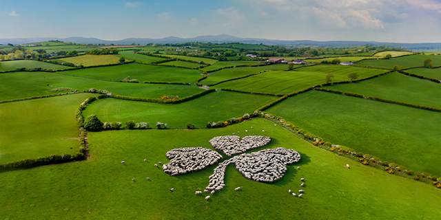 Flock of sheep gathered in a lush green pasture to form the shape of a giant shamrock