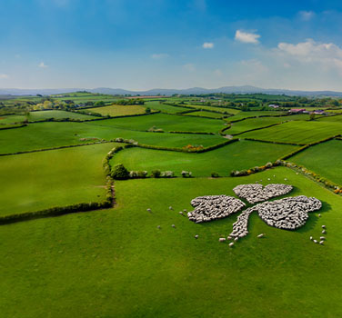 A fictional shamrock shaped cluster of sheep in an Irish field