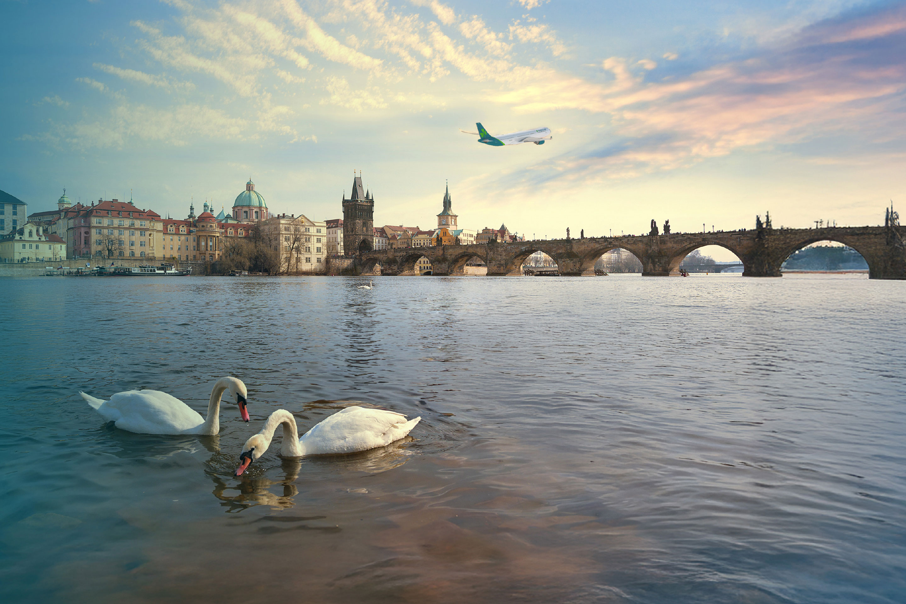 Swans swimming on Vltava River in Prague, Czech Republic