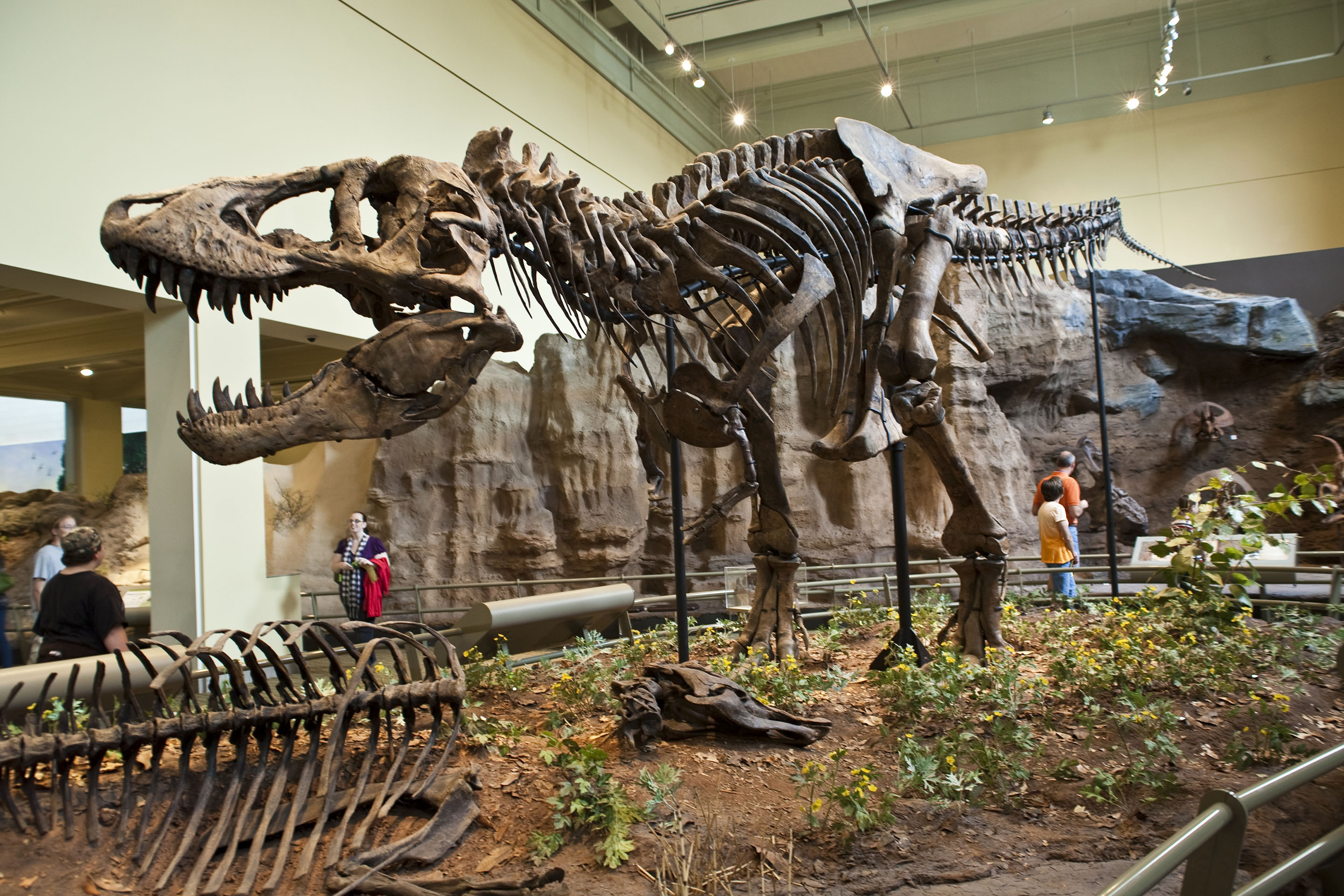 Dinosaur exhibit in Carniege Musuem in Pittsburgh